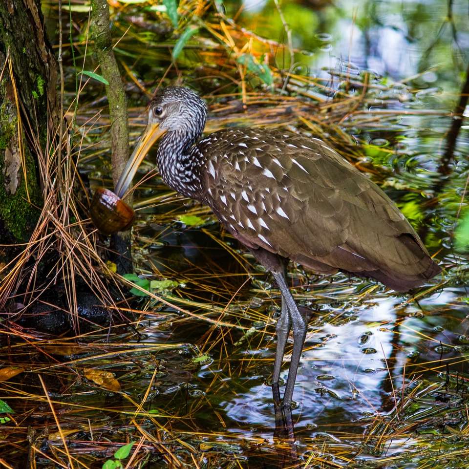Limpkin πουλί στο σώμα του νερού συρόμενο παζλ online