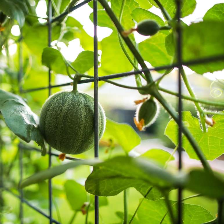 Melone coltivato su traliccio puzzle online