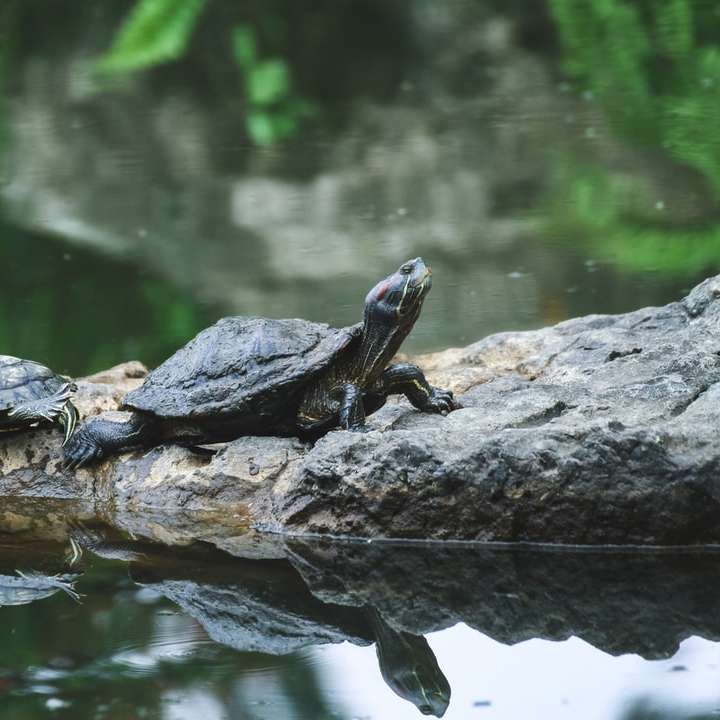 två svarta sköldpaddor glidande pussel online
