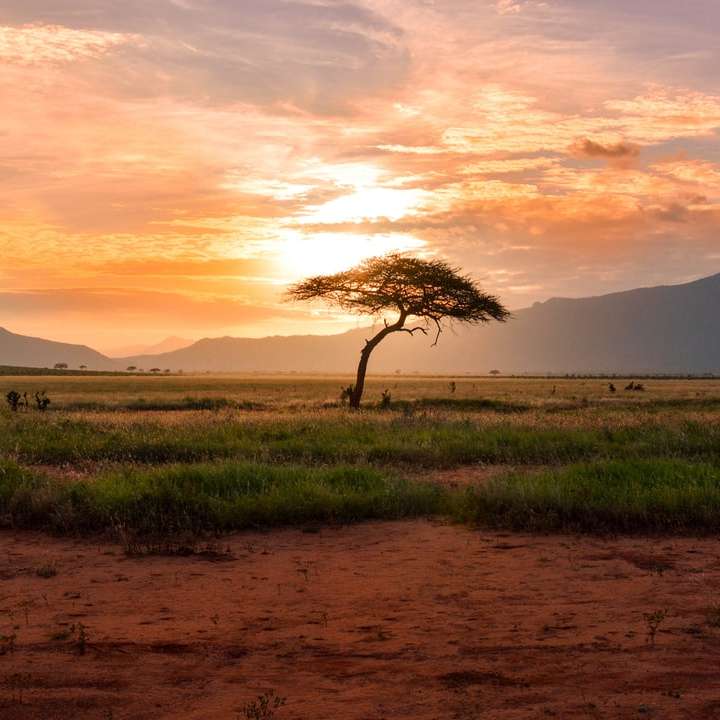 Západ slunce strom v Keni Safari, Afrika posuvné puzzle online