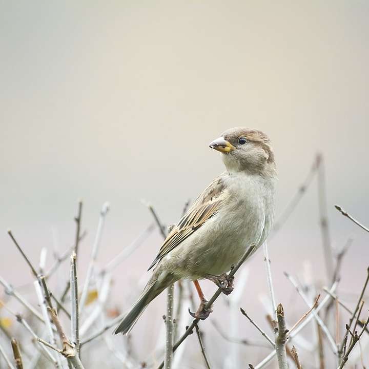 Sparrow on the bush online puzzle