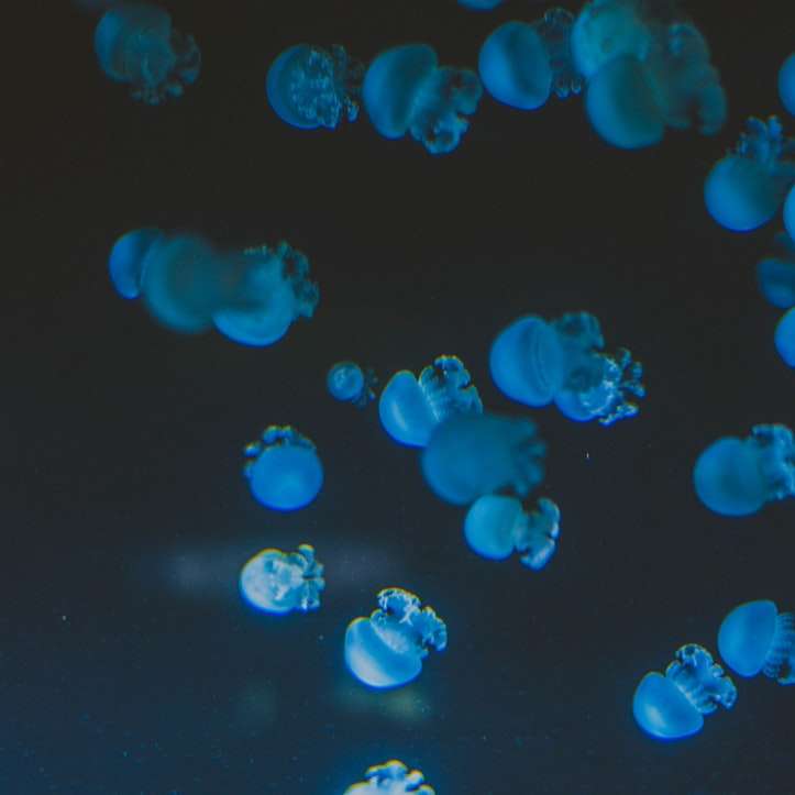 swarm blue jelly fish sliding puzzle online