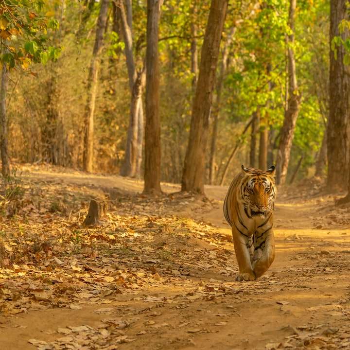Тигр, национальный парк Канха, Индия онлайн-пазл