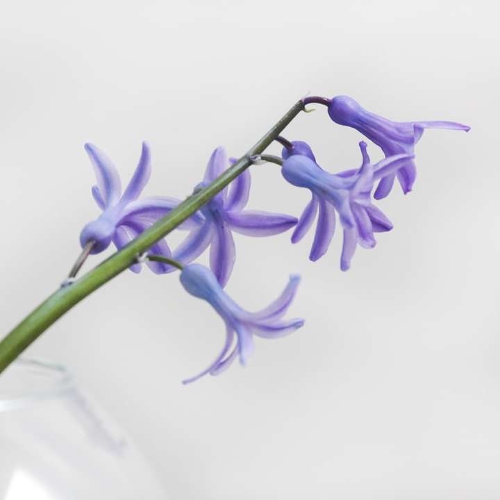 närbild foto av lila petaled blomma glidande pussel online