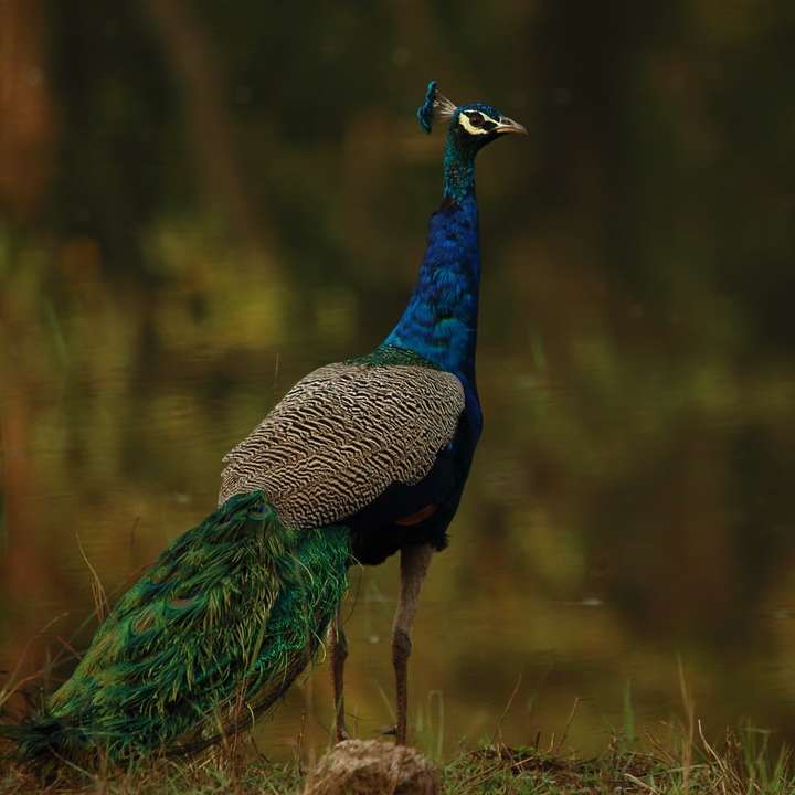 Male Indian Peafowl sliding puzzle online