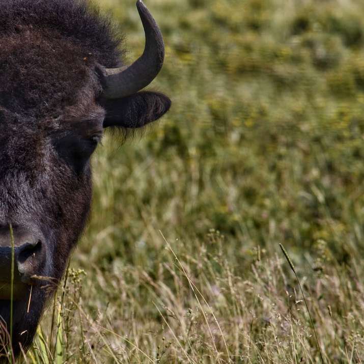 fotografia dos animais selvagens do búfalo preto puzzle deslizante online