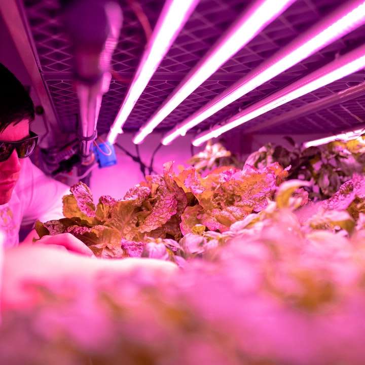 Ingenieure überwachen die Ernte in einer nachhaltigen Indoor-Farm Online-Puzzle