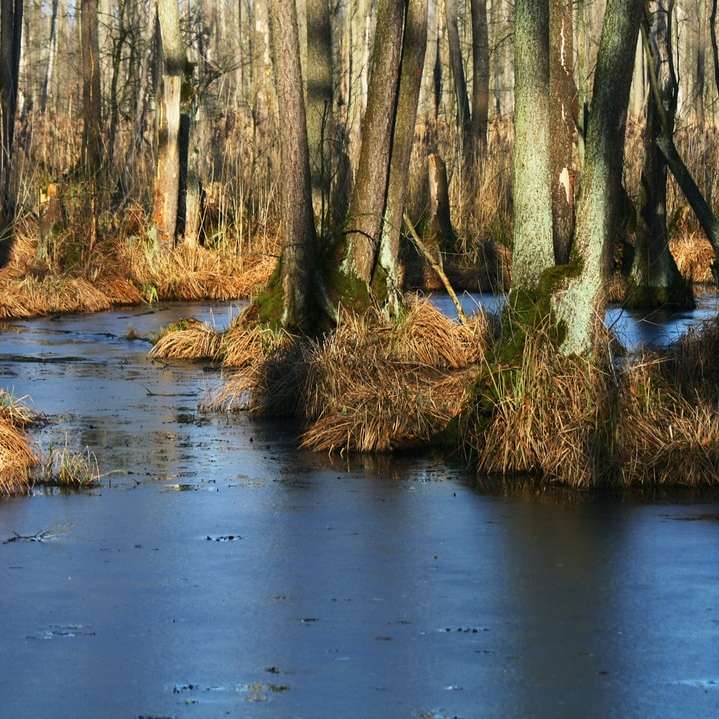 brązowe drzewa w pobliżu zbiornika wodnego puzzle przesuwne online