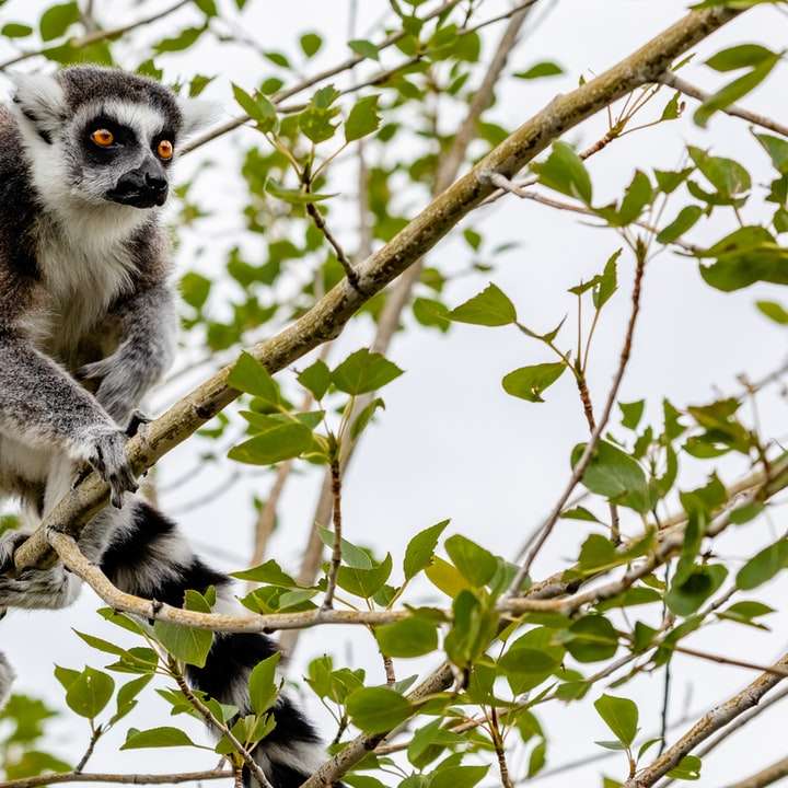 lemur na drzewie puzzle przesuwne online