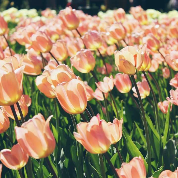 Sonnenbeschienene Tulpen Online-Puzzle