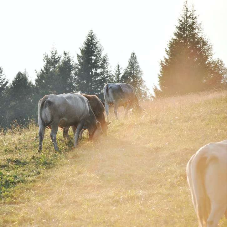 стадо крупного рогатого скота возле деревьев в дневное время онлайн-пазл