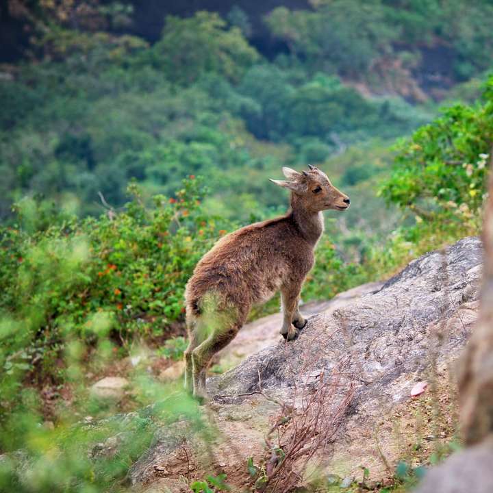 selektive Fokusfotografie von Hirschen auf steilen Hügeln während des Tages Schiebepuzzle online