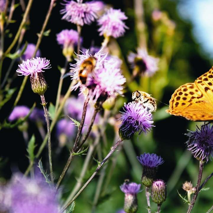 Motýl s včelkou online puzzle