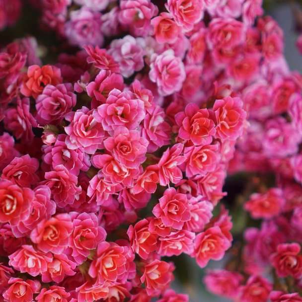 Червени цветя отгоре плъзгащ се пъзел онлайн