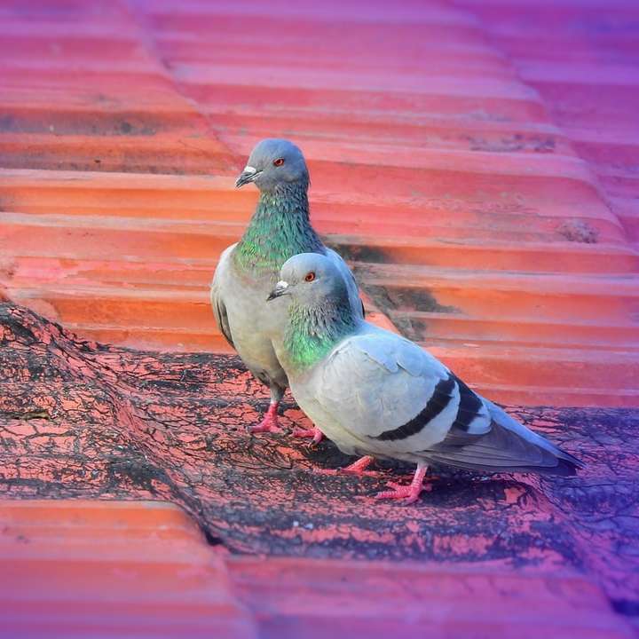 two gray pigeons on brown galvanized roofs online puzzle