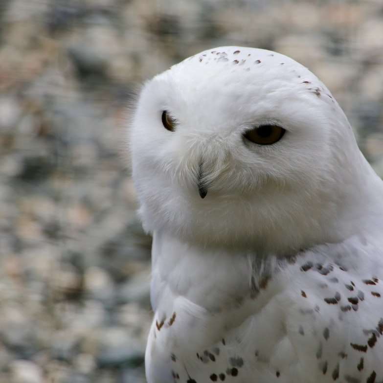 Close up of white owl in Alaska sliding puzzle online