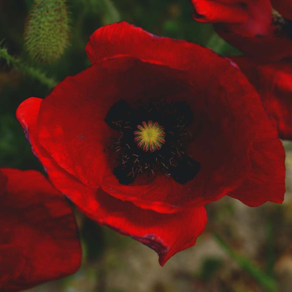 Inside a red poppy sliding puzzle online