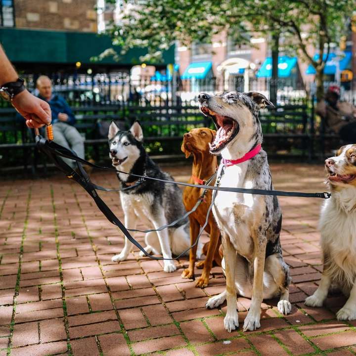 Разхождащи се кучета онлайн пъзел