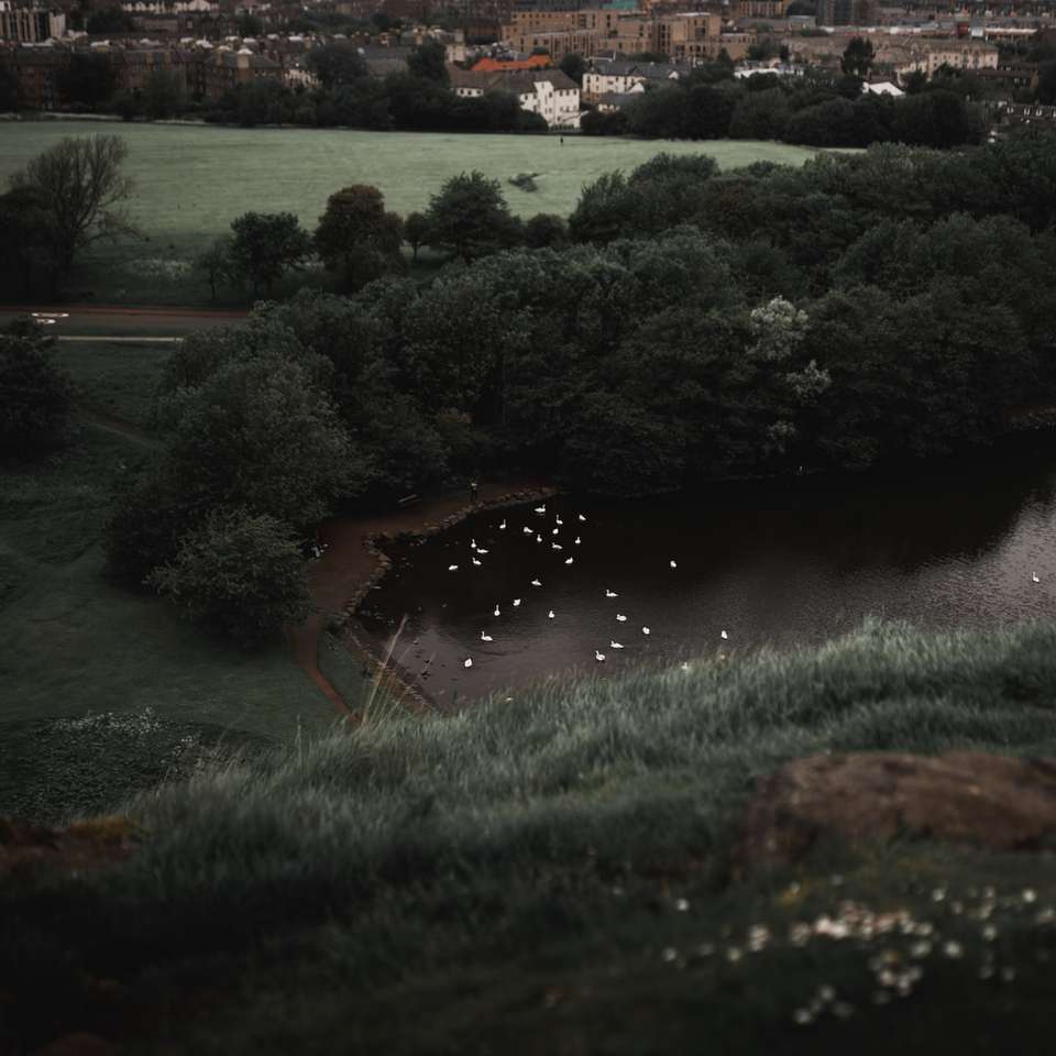 Lake filled with swans shot from above. online puzzle