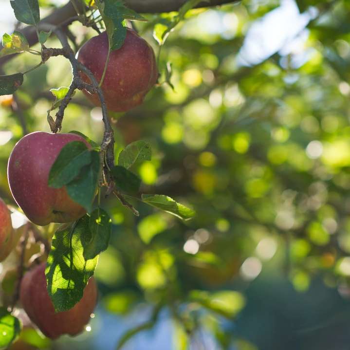 röd äppelfrukt på träd på dagtid glidande pussel online