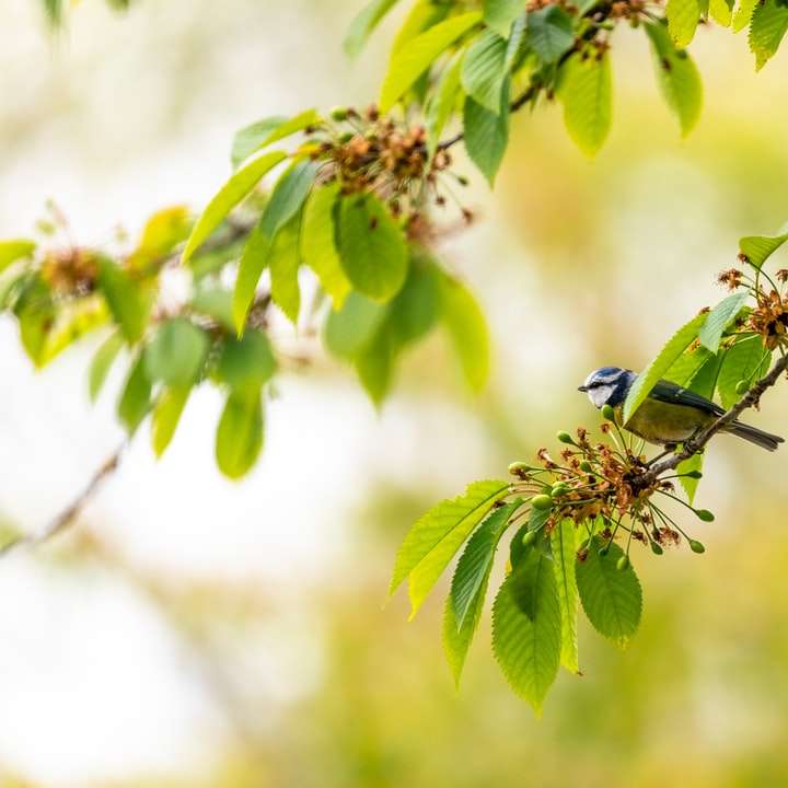 blå och grön fågel på grön växt under dagen Pussel online