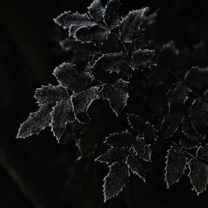 grijswaardenfotografie van planten schuifpuzzel online