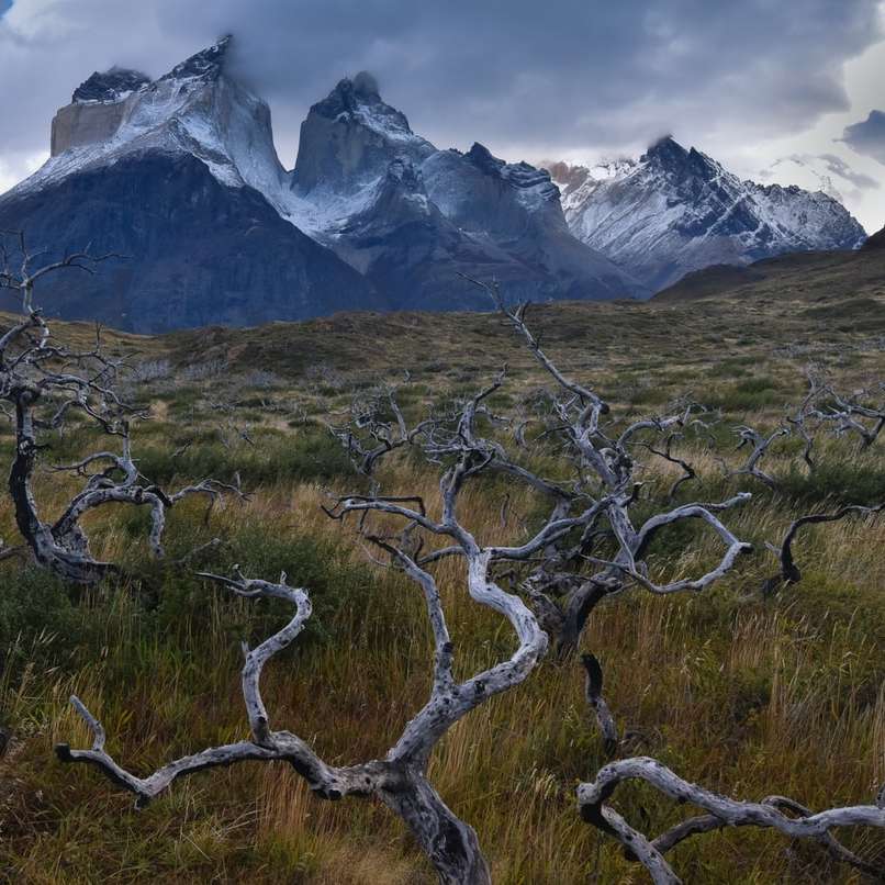 Spalone drzewa w Patagonii puzzle przesuwne online