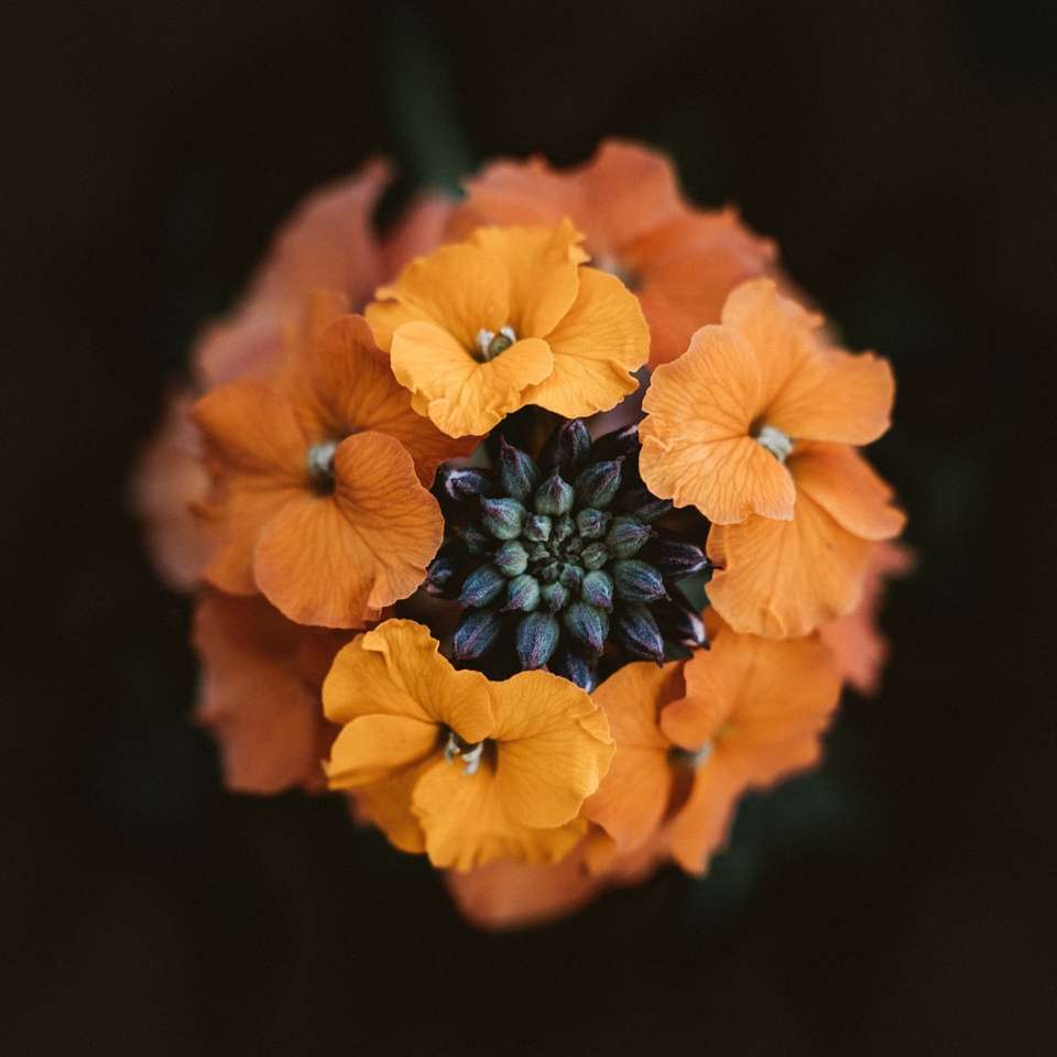 Detail oranžový květ posuvné puzzle online