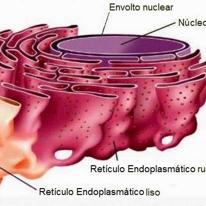 Retikulum endoplazmatyczne gładkie i szorstkie puzzle online