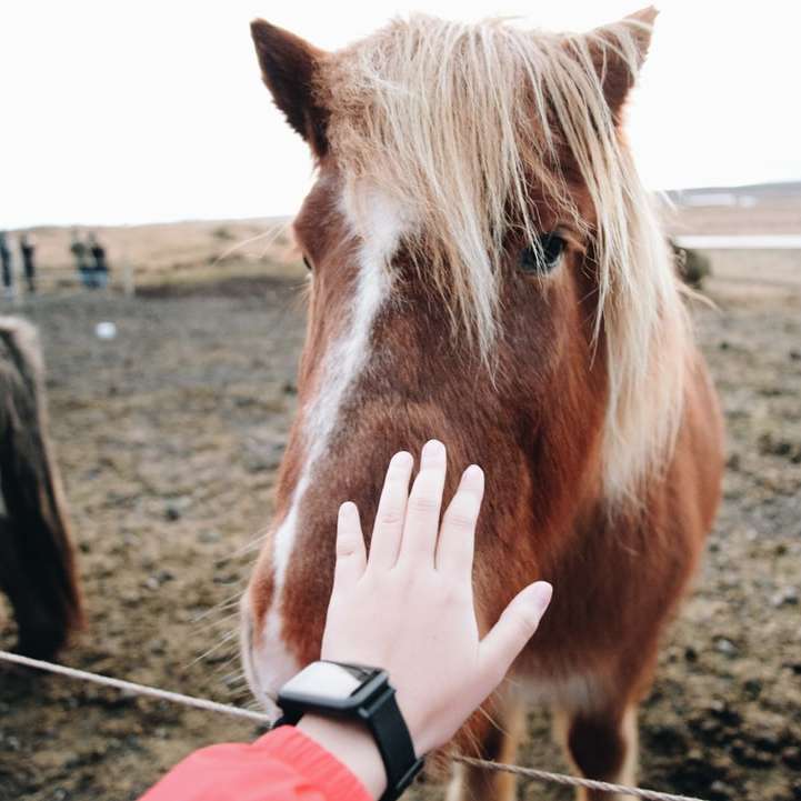 osoba, která se dotkne koně posuvné puzzle online