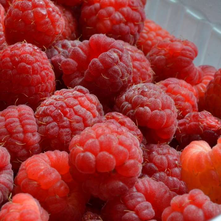 red raspberries online puzzle