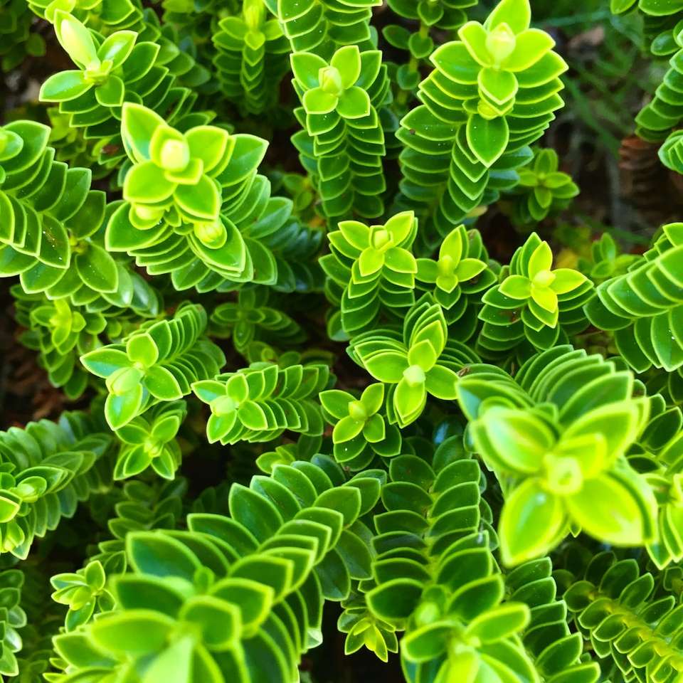 Στήλες πράσινων φυτών συρόμενο παζλ online