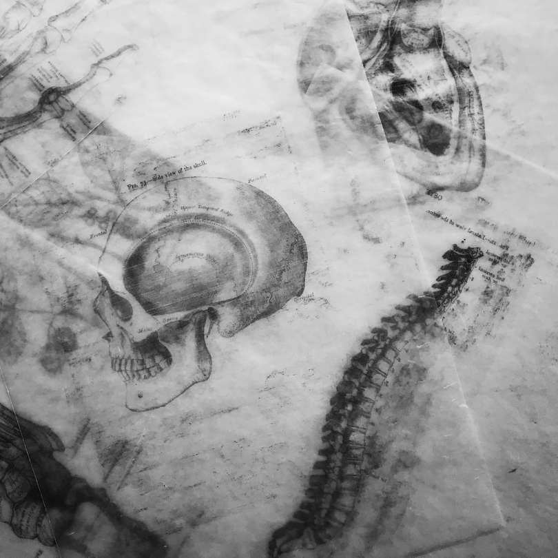 grijswaardenfotografie van schets van een menselijke schedel schuifpuzzel online