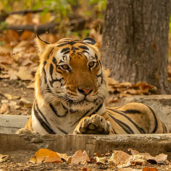 tigre deitado no chão durante o dia puzzle deslizante online
