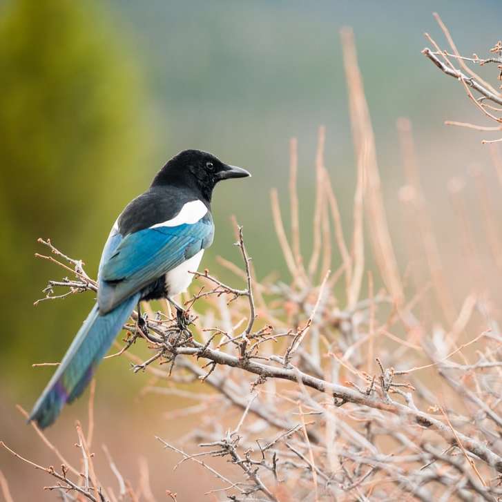 pássaro preto e azul de bico curto empoleirado puzzle deslizante online