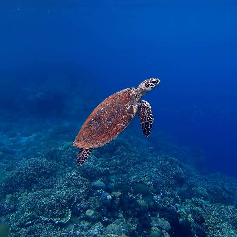 кафява костенурка в морето онлайн пъзел