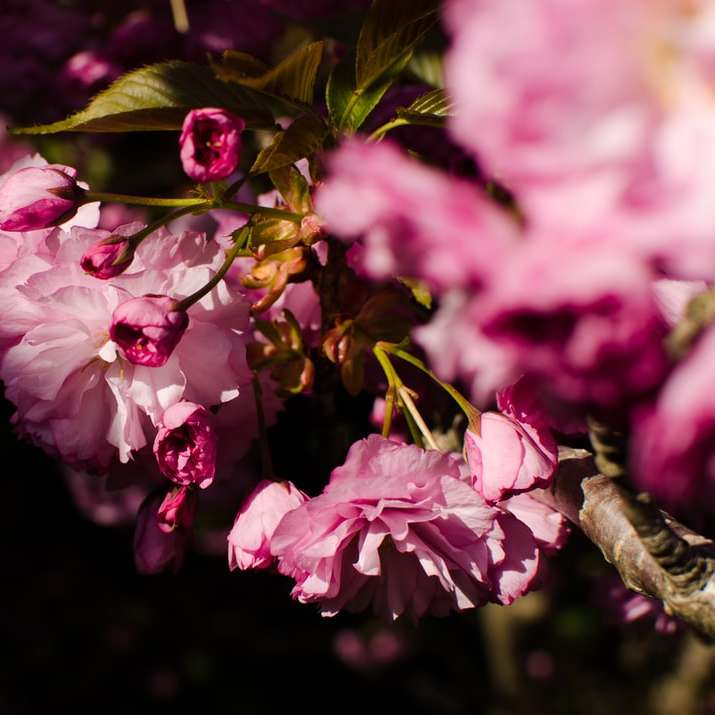 цветение-сине-весна онлайн-пазл