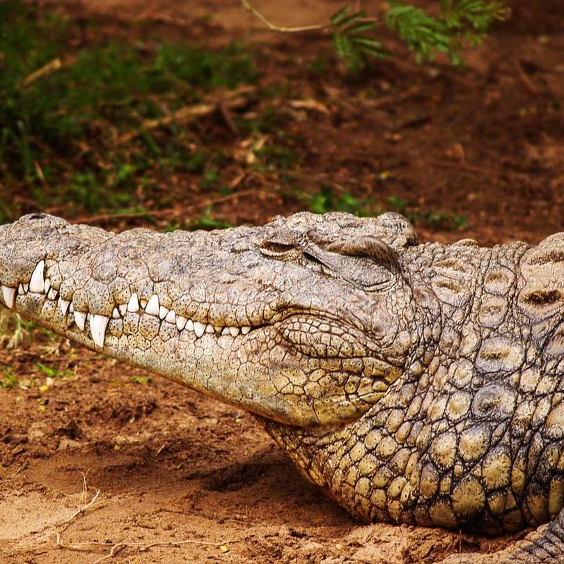 grå alligator nära gräsfältet Pussel online