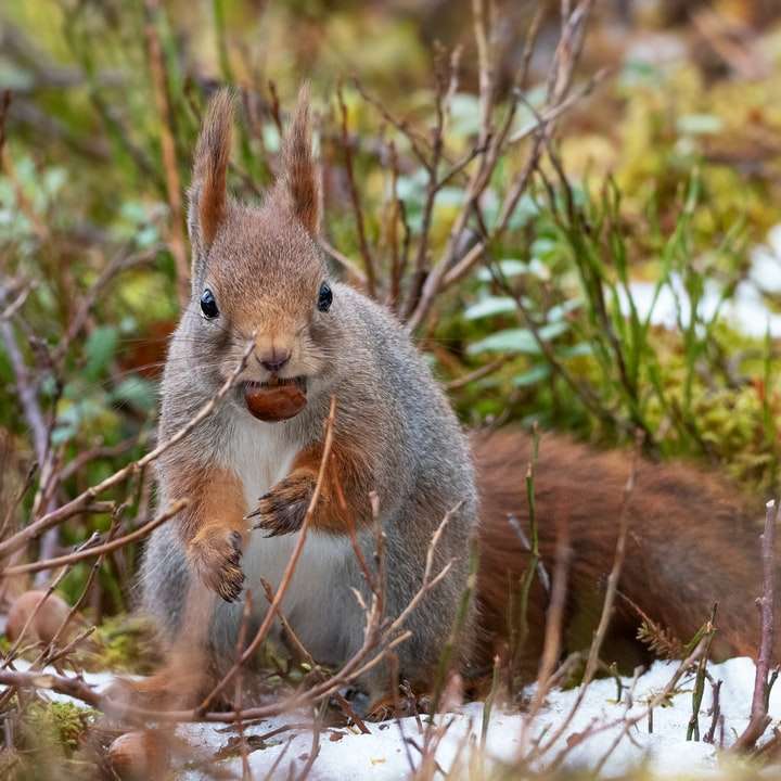 Wiewiórka w lesie puzzle przesuwne online