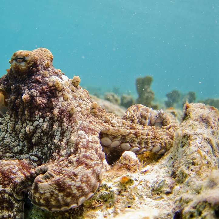 selektiv fokusfotografering av bläckfisk Pussel online