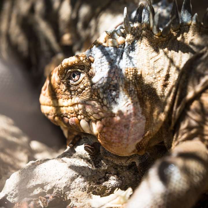 Ojo de las iguanas rompecabezas en línea