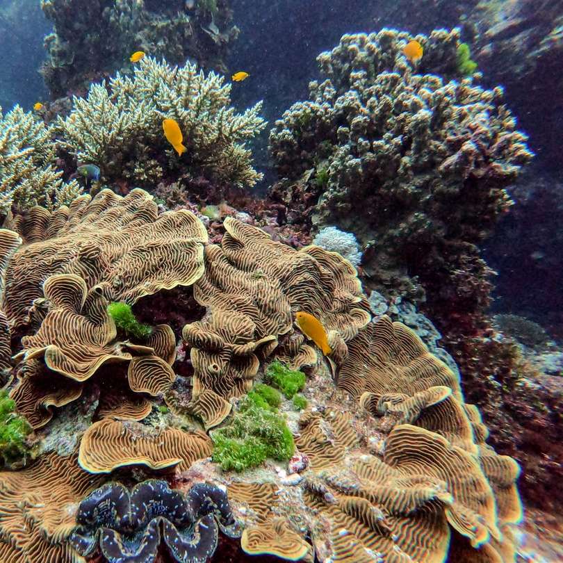 Keeper Reef-duiksite online puzzel