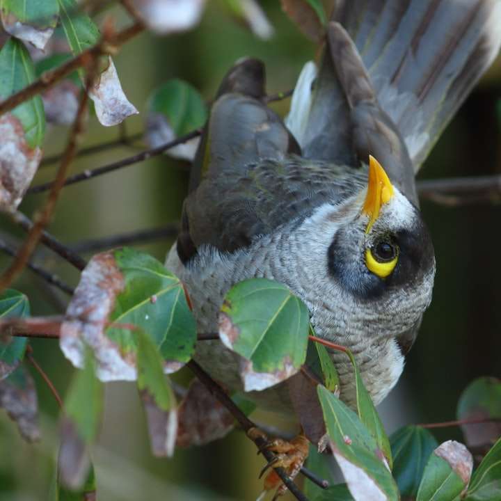 Ptak ogrodowy - Głośny górnik puzzle przesuwne online
