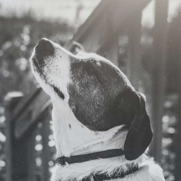 φωτογραφία του σκύλου σε κλίμακα του γκρι συρόμενο παζλ online
