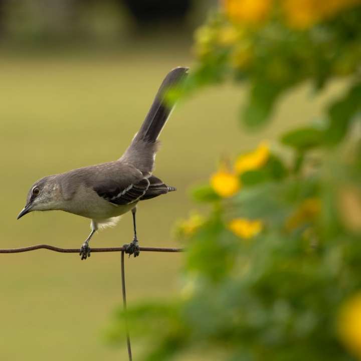 fågel som sätter sig på staketet nära blomman Pussel online
