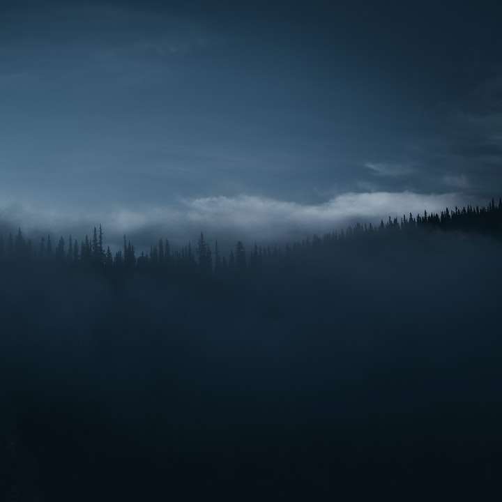 森の中の霧の朝。 オンラインパズル