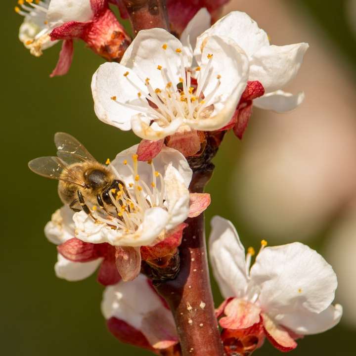fioritura dei fiori di ciliegio bianchi e rossi puzzle online