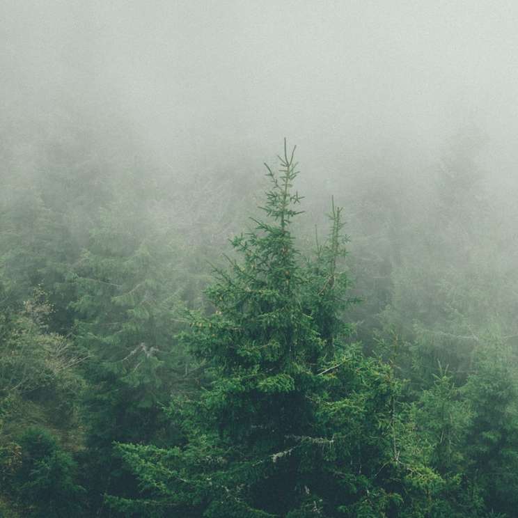 alberi verdi coperti di nebbia puzzle online