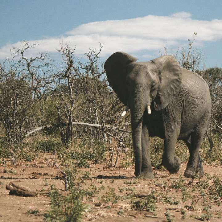 γκρίζος ελέφαντας κάτω από το γαλάζιο του ουρανού κατά τη διάρκεια της ημέρας online παζλ