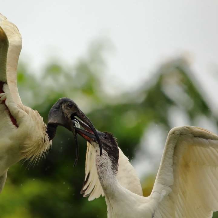 Мать птица кормит малыша - Белый ибис онлайн-пазл